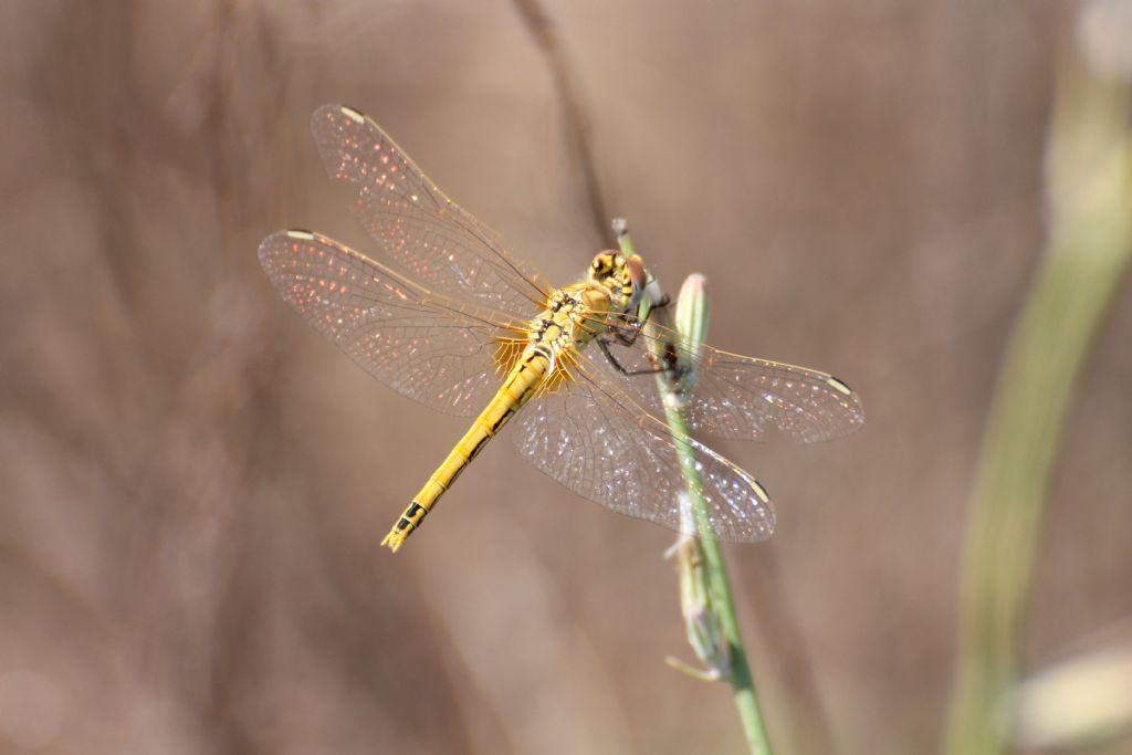 Tutti Sympetrum fonscolombei?